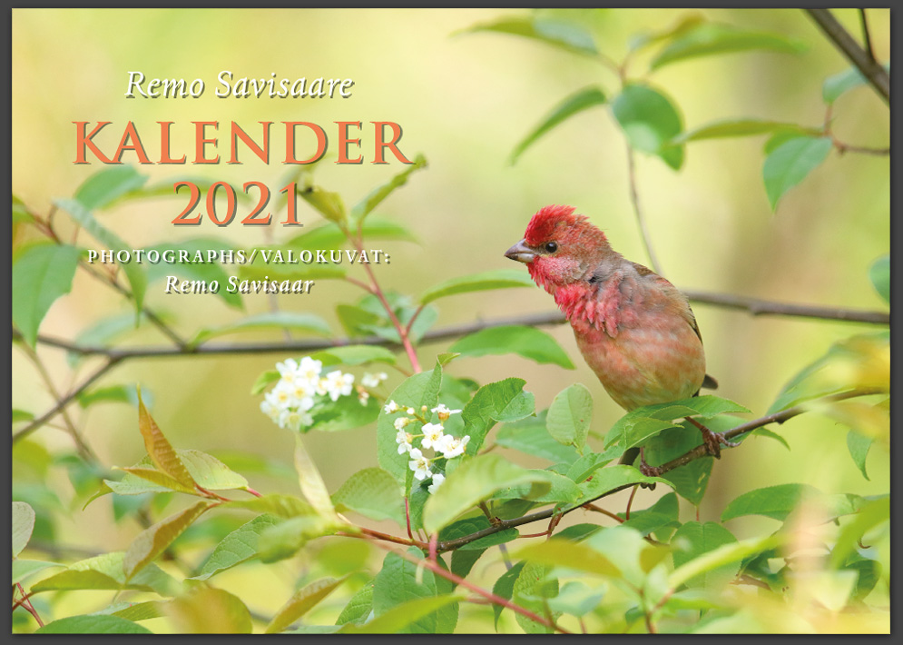 Remo Savisaare kalender 2020